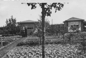 Um die Not der Nachkriegsjahre etwas zu lindern, baute man vor allem Kartoffeln und Gemüse in den Gärten an.