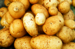 Kartoffeln aus eigener Ernte