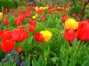 Tulpenbluete01-april
