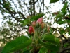Apfelbluete-Boskoop