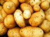 kartoffeln-ernte