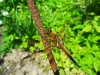Libelle Vierfleck